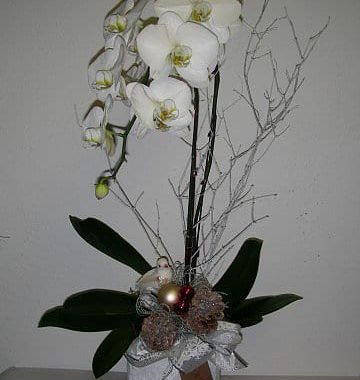 Christmas Dream