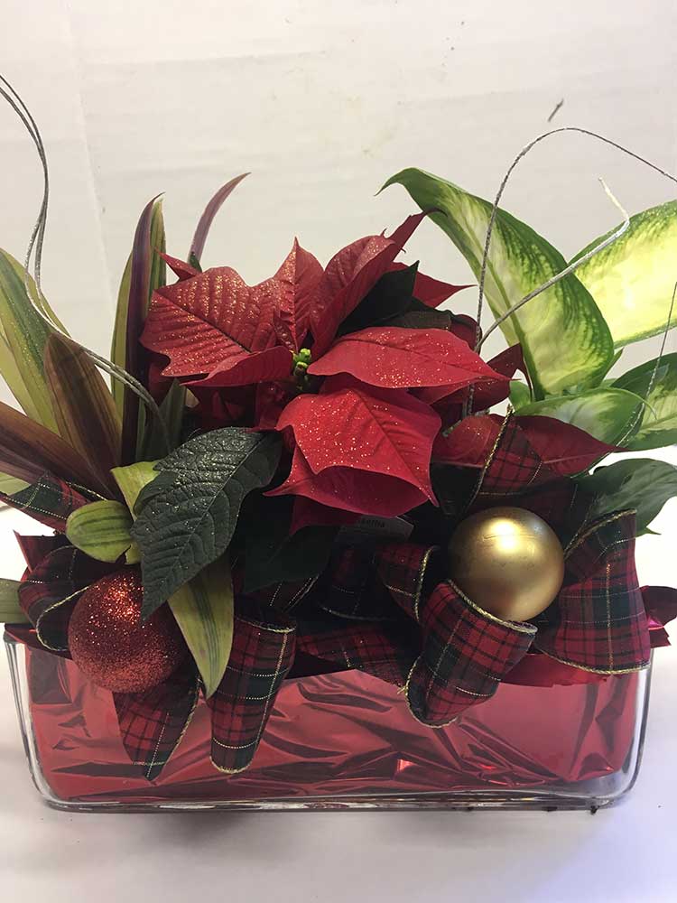Christmas Star Poinsettia Planter Pirin Flowers and Gifts